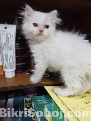 Persian male cat traditional